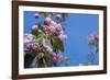 New York. Pink roses with blue sky.-Cindy Miller Hopkins-Framed Photographic Print