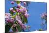 New York. Pink roses with blue sky.-Cindy Miller Hopkins-Mounted Photographic Print