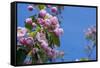 New York. Pink roses with blue sky.-Cindy Miller Hopkins-Framed Stretched Canvas