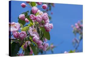 New York. Pink roses with blue sky.-Cindy Miller Hopkins-Stretched Canvas