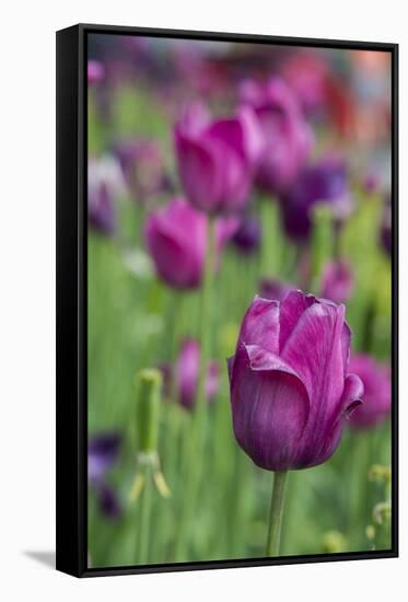 New York. Purple tulips.-Cindy Miller Hopkins-Framed Stretched Canvas