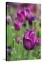 New York. Purple tulips.-Cindy Miller Hopkins-Stretched Canvas