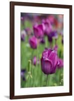 New York. Purple tulips.-Cindy Miller Hopkins-Framed Photographic Print