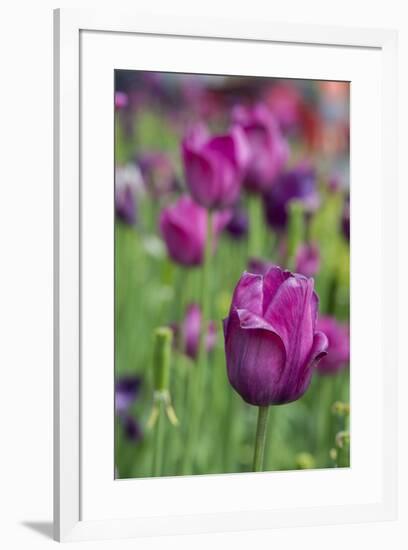 New York. Purple tulips.-Cindy Miller Hopkins-Framed Photographic Print