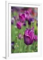 New York. Purple tulips.-Cindy Miller Hopkins-Framed Photographic Print