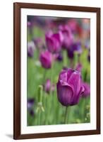 New York. Purple tulips.-Cindy Miller Hopkins-Framed Photographic Print