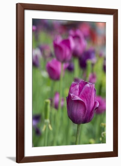 New York. Purple tulips.-Cindy Miller Hopkins-Framed Photographic Print