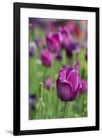 New York. Purple tulips.-Cindy Miller Hopkins-Framed Photographic Print