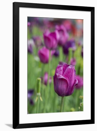 New York. Purple tulips.-Cindy Miller Hopkins-Framed Photographic Print
