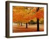 New York State, Erie County, Chestnut Ridge Country Park, Leaves of Maple Tree on the Ground-null-Framed Photographic Print