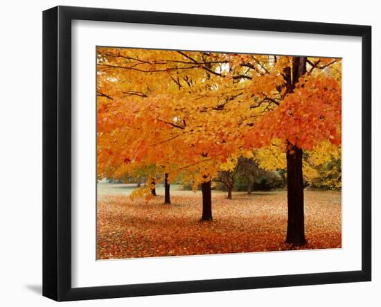 New York State, Erie County, Chestnut Ridge Country Park, Leaves of Maple Tree on the Ground-null-Framed Photographic Print