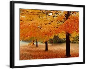 New York State, Erie County, Chestnut Ridge Country Park, Leaves of Maple Tree on the Ground-null-Framed Photographic Print