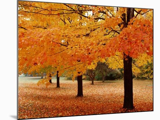 New York State, Erie County, Chestnut Ridge Country Park, Leaves of Maple Tree on the Ground-null-Mounted Photographic Print