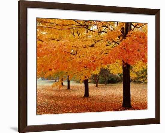 New York State, Erie County, Chestnut Ridge Country Park, Leaves of Maple Tree on the Ground-null-Framed Photographic Print