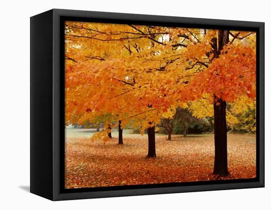 New York State, Erie County, Chestnut Ridge Country Park, Leaves of Maple Tree on the Ground-null-Framed Stretched Canvas