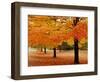 New York State, Erie County, Chestnut Ridge Country Park, Leaves of Maple Tree on the Ground-null-Framed Photographic Print