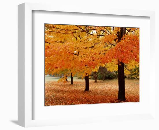 New York State, Erie County, Chestnut Ridge Country Park, Leaves of Maple Tree on the Ground-null-Framed Photographic Print