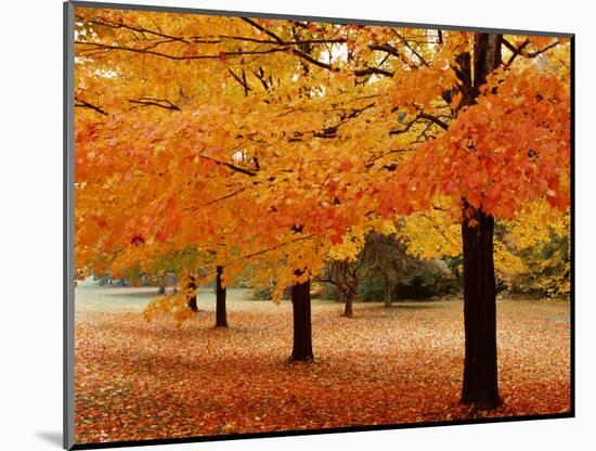 New York State, Erie County, Chestnut Ridge Country Park, Leaves of Maple Tree on the Ground-null-Mounted Photographic Print