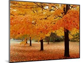 New York State, Erie County, Chestnut Ridge Country Park, Leaves of Maple Tree on the Ground-null-Mounted Photographic Print