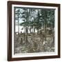 New York State (United States), Trappers at Blue Mountain Lake, 1872-Leon, Levy et Fils-Framed Photographic Print