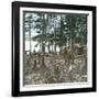 New York State (United States), Trappers at Blue Mountain Lake, 1872-Leon, Levy et Fils-Framed Photographic Print