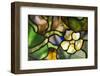 New York, Tiffany stained glass lamp shade.-Cindy Miller Hopkins-Framed Photographic Print