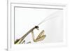 New York, USA. Chinese Mantis.-Karen Ann Sullivan-Framed Premium Photographic Print