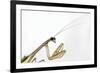 New York, USA. Chinese Mantis.-Karen Ann Sullivan-Framed Premium Photographic Print