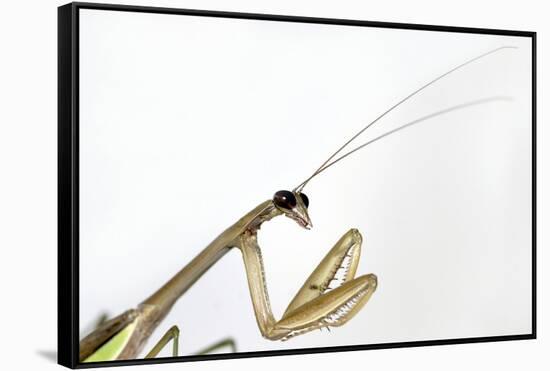 New York, USA. Chinese Mantis.-Karen Ann Sullivan-Framed Stretched Canvas