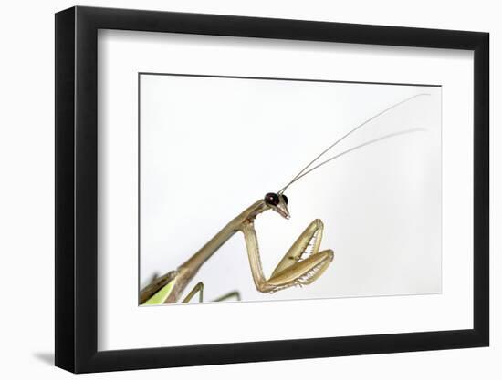 New York, USA. Chinese Mantis.-Karen Ann Sullivan-Framed Photographic Print