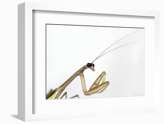 New York, USA. Chinese Mantis.-Karen Ann Sullivan-Framed Photographic Print