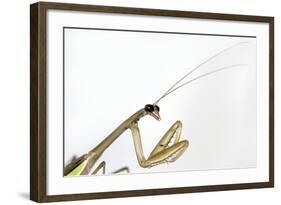 New York, USA. Chinese Mantis.-Karen Ann Sullivan-Framed Photographic Print