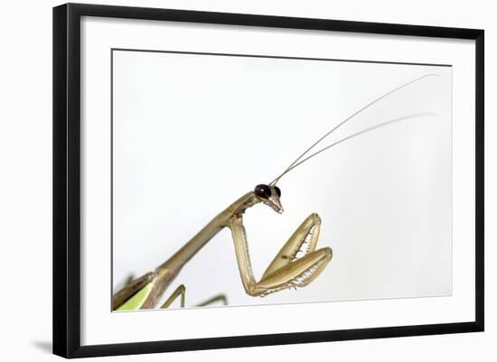 New York, USA. Chinese Mantis.-Karen Ann Sullivan-Framed Photographic Print