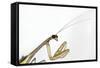 New York, USA. Chinese Mantis.-Karen Ann Sullivan-Framed Stretched Canvas