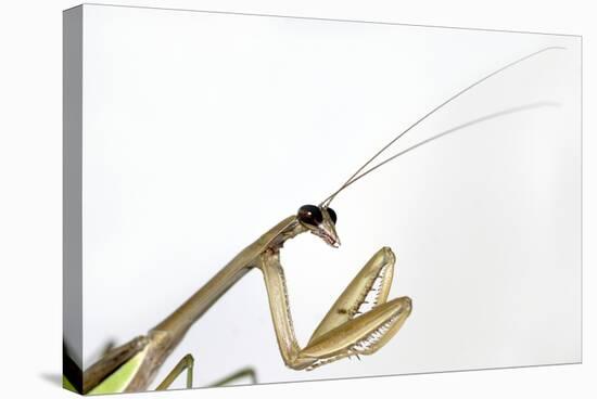 New York, USA. Chinese Mantis.-Karen Ann Sullivan-Stretched Canvas