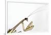 New York, USA. Chinese Mantis.-Karen Ann Sullivan-Framed Photographic Print