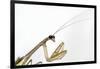 New York, USA. Chinese Mantis.-Karen Ann Sullivan-Framed Photographic Print