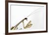 New York, USA. Chinese Mantis.-Karen Ann Sullivan-Framed Photographic Print