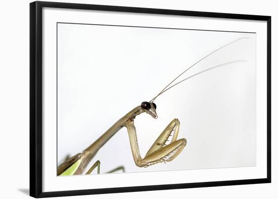 New York, USA. Chinese Mantis.-Karen Ann Sullivan-Framed Photographic Print