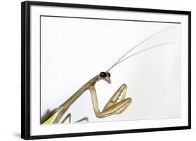 New York, USA. Chinese Mantis.-Karen Ann Sullivan-Framed Photographic Print