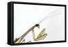 New York, USA. Chinese Mantis.-Karen Ann Sullivan-Framed Stretched Canvas