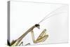 New York, USA. Chinese Mantis.-Karen Ann Sullivan-Stretched Canvas