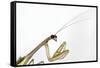 New York, USA. Chinese Mantis.-Karen Ann Sullivan-Framed Stretched Canvas