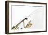 New York, USA. Chinese Mantis.-Karen Ann Sullivan-Framed Photographic Print