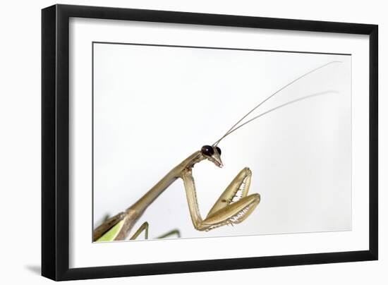 New York, USA. Chinese Mantis.-Karen Ann Sullivan-Framed Photographic Print