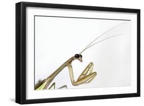 New York, USA. Chinese Mantis.-Karen Ann Sullivan-Framed Photographic Print