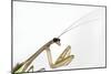 New York, USA. Chinese Mantis.-Karen Ann Sullivan-Mounted Photographic Print