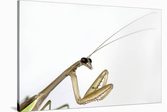 New York, USA. Chinese Mantis.-Karen Ann Sullivan-Stretched Canvas