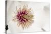 New York, USA White flower interior macro image.-Karen Ann Sullivan-Stretched Canvas