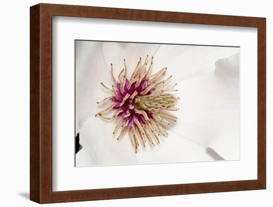 New York, USA White flower interior macro image.-Karen Ann Sullivan-Framed Photographic Print